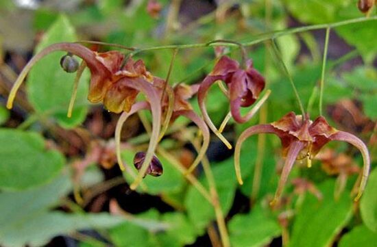 Epimedium x omeiense Stormcloud- epimēdija